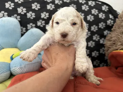 Lagotto Romagnolo - Sally Scull