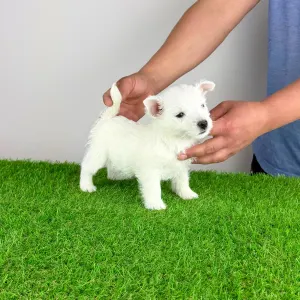 Вест-хайленд-уайт-терьер - Jette