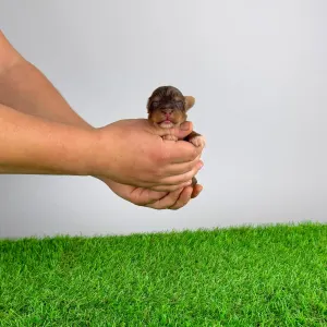 Yorkshire Terrier - Landro