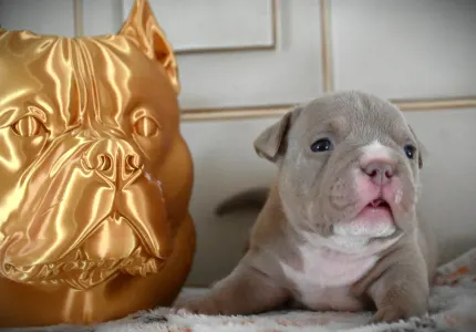 American Bully - Pocket - Peanut