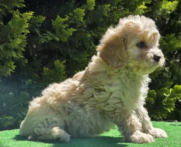 Cavapoo - Flora