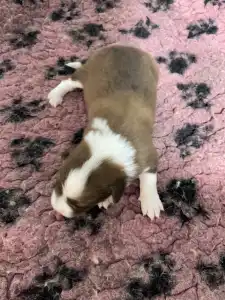 Border Collie - Milka/ Chocolate Sable Szuka
