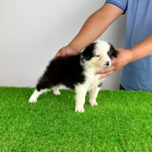 Australian Shepherd - Genovina