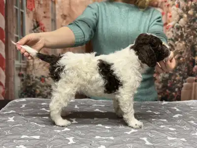 Romagna Water Dog - Grain Of Sand Rosa Parks Right