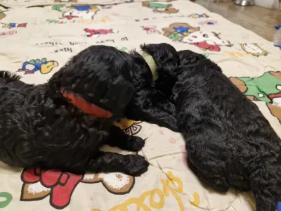 Pudeli de jucarie si pitici - Alma