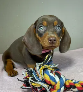 Bassotto - Charlotte