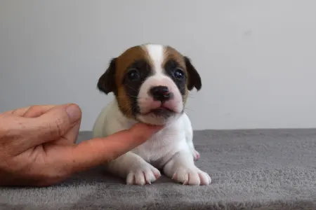 Jack Russell Terrier - Xantos