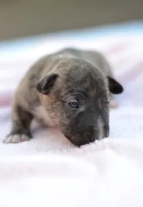 Miniature Bull Terrier - Joy