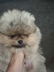 Pomeranian - Akim