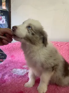 Border collie - Red Merle Kan/male - Orange Collar