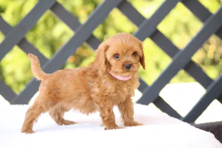 Cavapoo - Britney
