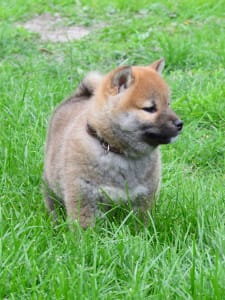 Shiba inu - Fönix