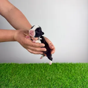 Boston terier - Gambolo