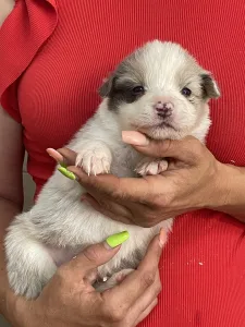 Border Collie - Bounty/slate Sable Kan