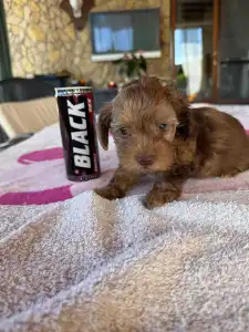 Maltipoo - Bella