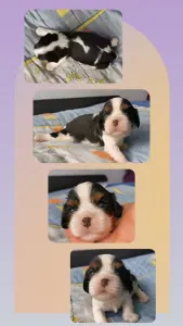 Cavalier King Charles spániel - Gerry