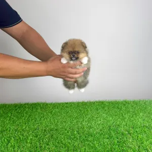 Pomeranian - Mandarin