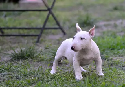 Miniatűr bullterrier - Laka