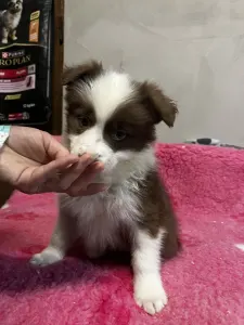 Border collie - Sunny Valley /-becca/barna Szuka