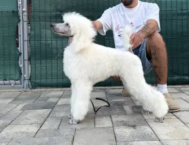 Poodle Standard - White Female