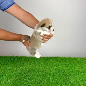 Pembroke Welsh Corgi - Zillo