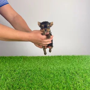 Yorkshire Terrier - Kiro