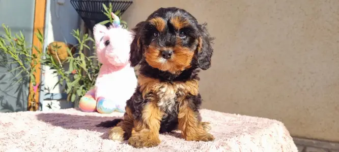 Cavapoo - Narancs