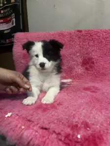 Border collie - Seal Szuka/ Female- Lilac Collar