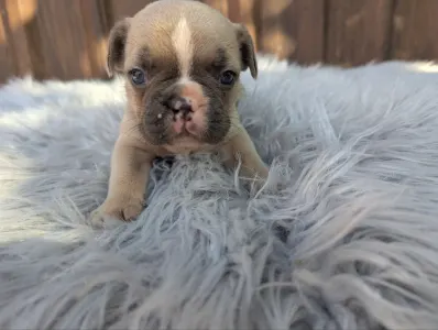 Bulldog francese - Gina