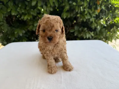 Caniche Nain - Icon