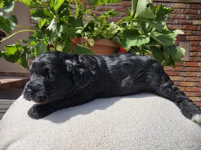 Cavapoo - Blackrose