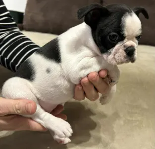 Boston Terrier - Babett