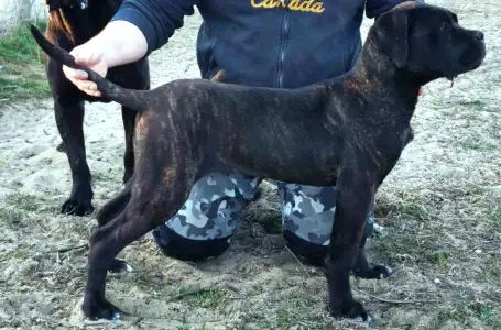 Cane Corso - Forza Di Diavolo Belice