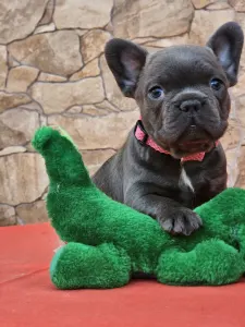 French Bulldog - Detty
