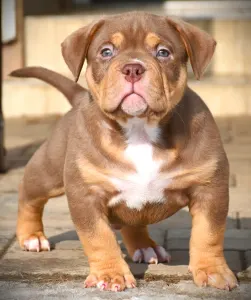 American Bully - Pocket - Winnie