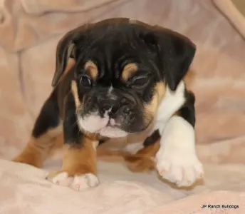 Buldog angielski - Dax 