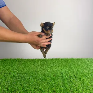 Yorkshire Terrier - Kick