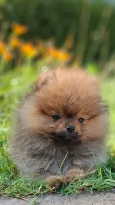 Pomeranian - Pami
