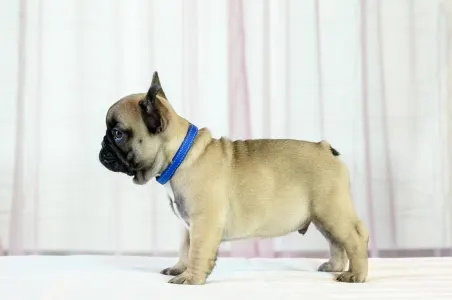 Французский бульдог - Willin Wonderful Grove