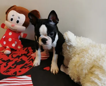 Boston Terrier - Wide Wings Becky