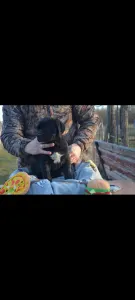 Cane corso - Dolce Assassino P