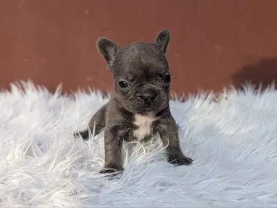 Bouledogue français - Selena