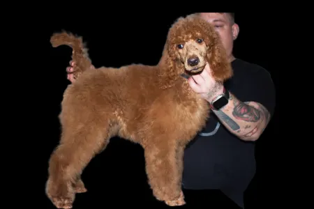 Óriás uszkár - Jasper Nable