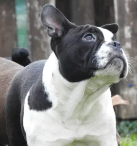 American Bully - Pocket - Bella