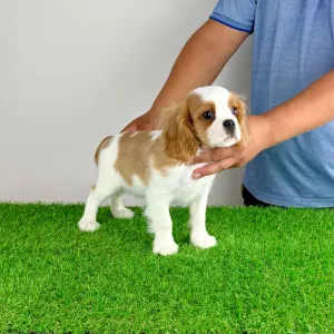 Cavalier King Charles Spaniel - Phillip 