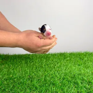 Biewer teriér - Oliver