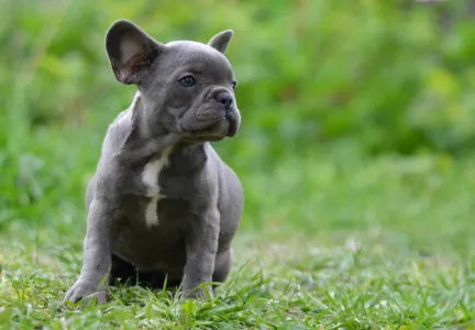 Bulldog francez - Madeleine 