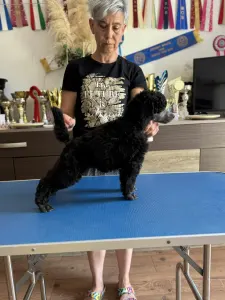 Poodle Standard - Silver Female