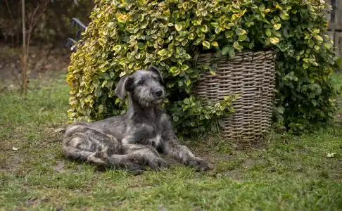 Irish Wolfhound - Bobert