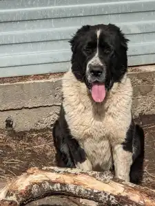 Central Asia Shepherd Dog - Gidzhara Iz Zamka Larisi